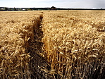 Ösvény