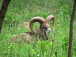 Muflon a vadasparkban