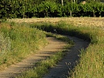 ügető nyúl