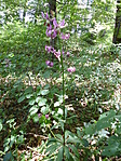 Turbánliliom (Lilium martagon)