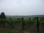 Szőlő