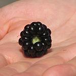 Jóllaktunk szederrel