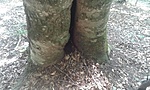 hangyás