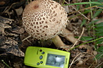 Nagy őzlábgomba(Macrolepiota procera