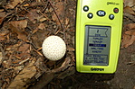 Bimbós pöfeteg(Lycoperdon perlatum