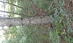 GCIS49_20140817184658.jpg