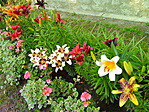 Liliomok