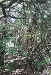 GClige_2014089133933.jpg