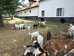 Állatsimogató a gyerekek kedvence