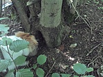 szimat
