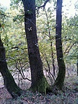 Talán itt lenne az 1. pont??