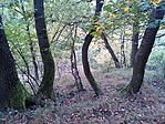 GCPava_20141026132431.jpg