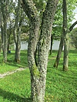 Fák