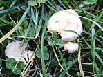 Mezei szegfűgomba (Marasmius oreades)