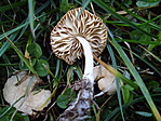 Mezei szegfűgomba (Marasmius oreades)