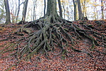 festői gyökerek
