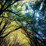 szépséges erdő...