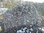 A kagylók