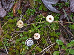 Öves nyelespöfeteg (Tulostoma brumale)