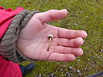 Öves nyelespöfeteg (tulostoma brumale)