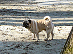 Egy pug a parton