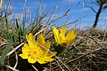 Tavaszi hérics (Adonis vernalis)