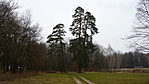 fenyők a parkban, a piros sávon