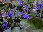 Kék ibolya
