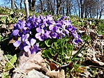 GCJENO_2015046101739.jpg