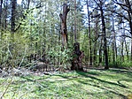 Őspark részlet.