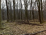 az erdő
