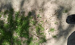 GCRede_20150426151532.jpg