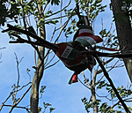 A Hazafias érzület