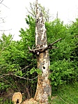 harkályfa