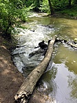 patak