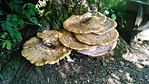 Polyporus squamosus