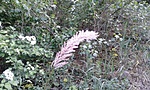 GCTAM_2015052192053.jpg