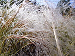 Homoki árvalányhaj (Stipa borysthenica)