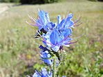 Terjőke kígyószisz (Echium vulgare)