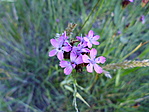 Tartós szegfű (Dianthus diutinus) Tvé:250.000 Ft!!!