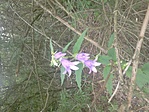 GCKarc_20150628104243.jpg