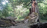 GCEZER_2015061082349.jpg