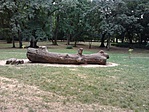 LOG