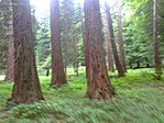 mamutlábak