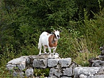 Jelenlegi lakos