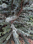Atlasz cédrus