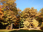 Kis-rét