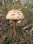 Nagy őzláb