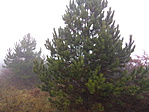 Fenyők