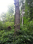 Taplógombák